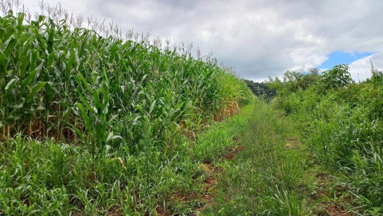 B-590     FANTÁSTICA ÁREA DE TERRAS DE 8,00 HA COM 56 METROS DE FRENTE PARA A RS 235, PRÓXIMO AO SNOWLAND!!!