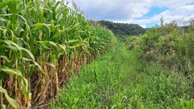 B-590     FANTÁSTICA ÁREA DE TERRAS DE 8,00 HA COM 56 METROS DE FRENTE PARA A RS 235, PRÓXIMO AO SNOWLAND!!!