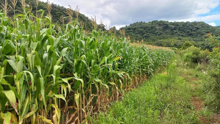 B-590     FANTÁSTICA ÁREA DE TERRAS DE 8,00 HA COM 56 METROS DE FRENTE PARA A RS 235, PRÓXIMO AO SNOWLAND!!!