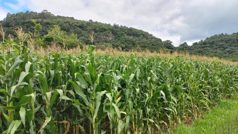 B-590     FANTÁSTICA ÁREA DE TERRAS DE 8,00 HA COM 56 METROS DE FRENTE PARA A RS 235, PRÓXIMO AO SNOWLAND!!!