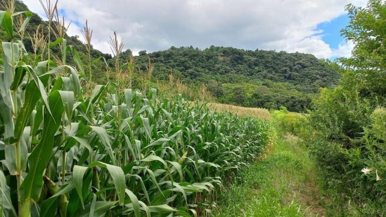B-590     FANTÁSTICA ÁREA DE TERRAS DE 8,00 HA COM 56 METROS DE FRENTE PARA A RS 235, PRÓXIMO AO SNOWLAND!!!