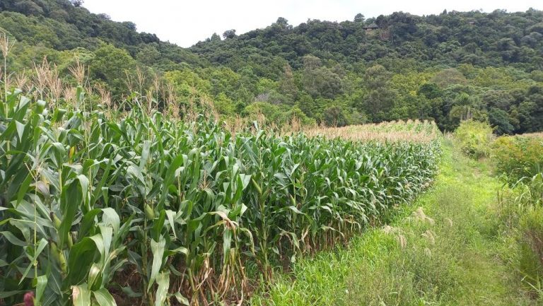 B-590     FANTÁSTICA ÁREA DE TERRAS DE 8,00 HA COM 56 METROS DE FRENTE PARA A RS 235, PRÓXIMO AO SNOWLAND!!!
