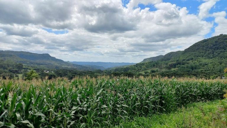 B-590     FANTÁSTICA ÁREA DE TERRAS DE 8,00 HA COM 56 METROS DE FRENTE PARA A RS 235, PRÓXIMO AO SNOWLAND!!!