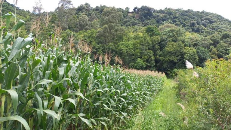 B-590     FANTÁSTICA ÁREA DE TERRAS DE 8,00 HA COM 56 METROS DE FRENTE PARA A RS 235, PRÓXIMO AO SNOWLAND!!!