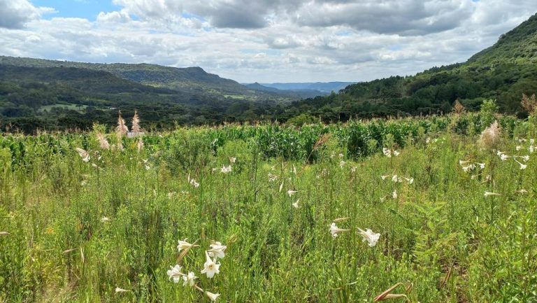 B-590     FANTÁSTICA ÁREA DE TERRAS DE 8,00 HA COM 56 METROS DE FRENTE PARA A RS 235, PRÓXIMO AO SNOWLAND!!!
