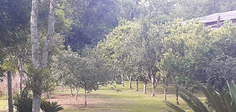 B-1219     ÁREA COMERCIAL/RESIDENCIAL AO LADO DO PARQUE EM PICADA CAFÉ