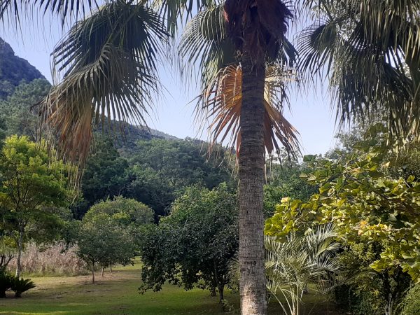 B-1219     ÁREA COMERCIAL/RESIDENCIAL AO LADO DO PARQUE EM PICADA CAFÉ