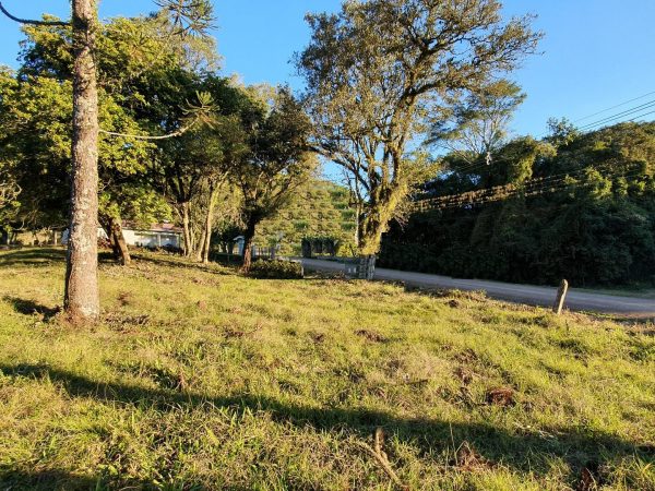 B-1541     ÁREA TERRAS NO CENTRO DO MUNICÍPIO DE PICADA CAFÉ/RS