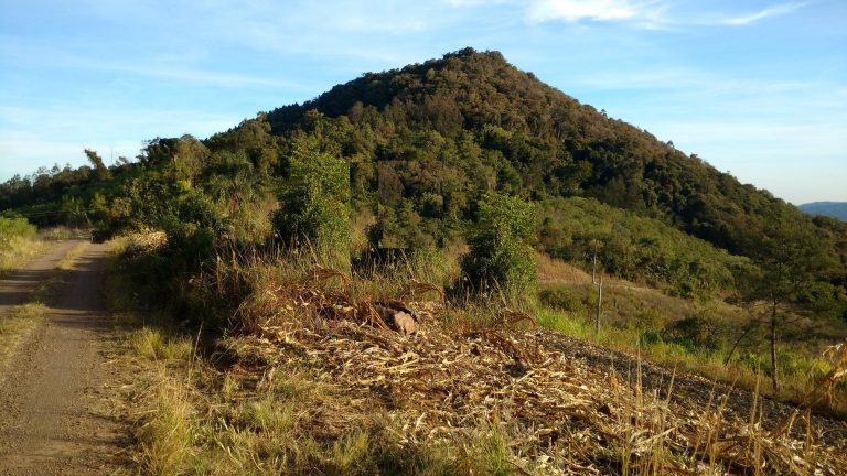 B-1544     ÁREA DE TERRAS COM EXCELENTE VISTA PARA VALES EM PICADA CAFÉ/RS