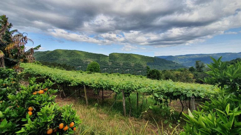 B-1544     ÁREA DE TERRAS COM EXCELENTE VISTA PARA VALES EM PICADA CAFÉ/RS