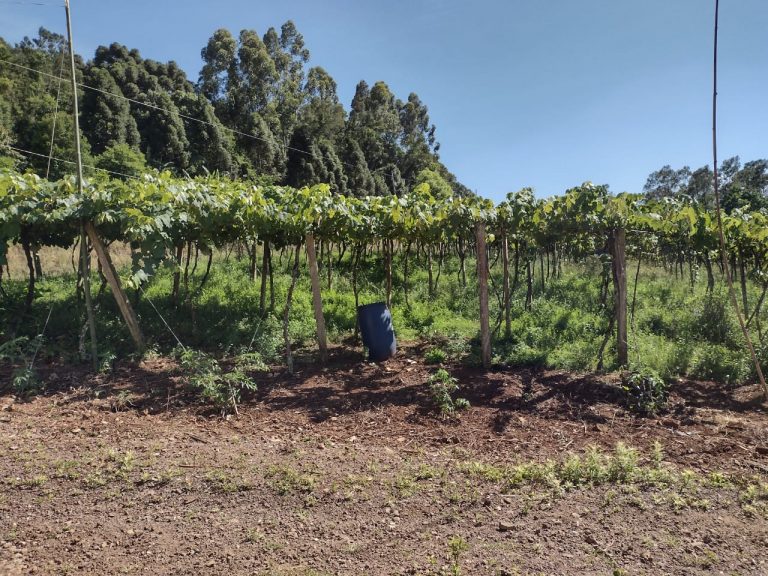 B-1544     ÁREA DE TERRAS COM EXCELENTE VISTA PARA VALES EM PICADA CAFÉ/RS