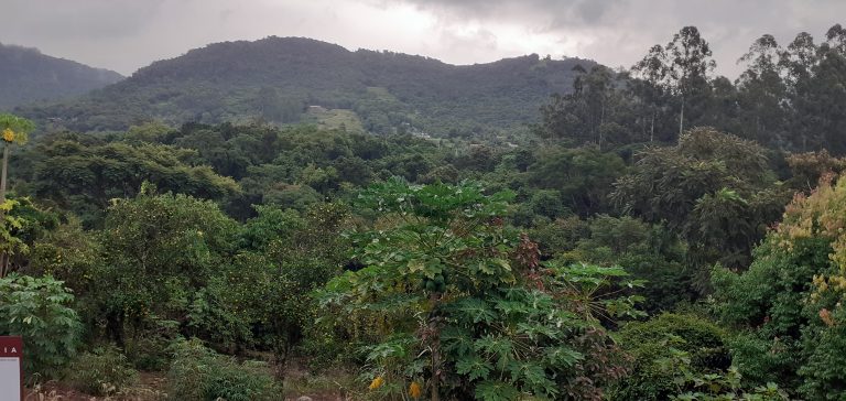B-1240     TERRENO AMPLO E DIVISA AOS FUNDOS COM RIO CADEIA EM PICADA CAFÉ-RS