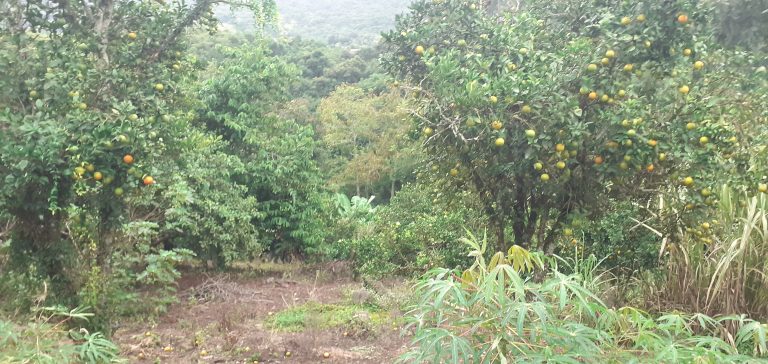 B-1240     TERRENO AMPLO E DIVISA AOS FUNDOS COM RIO CADEIA EM PICADA CAFÉ-RS