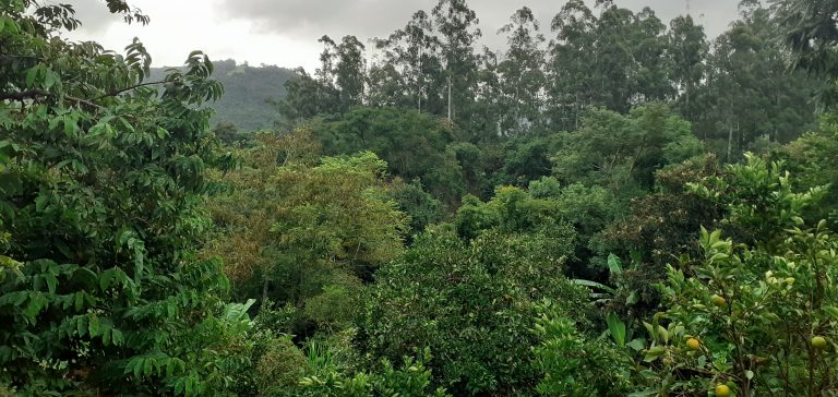 B-1240     TERRENO AMPLO E DIVISA AOS FUNDOS COM RIO CADEIA EM PICADA CAFÉ-RS