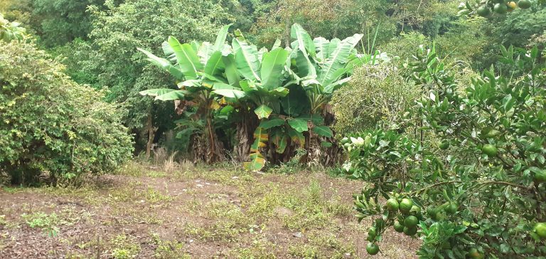 B-1240     TERRENO AMPLO E DIVISA AOS FUNDOS COM RIO CADEIA EM PICADA CAFÉ-RS