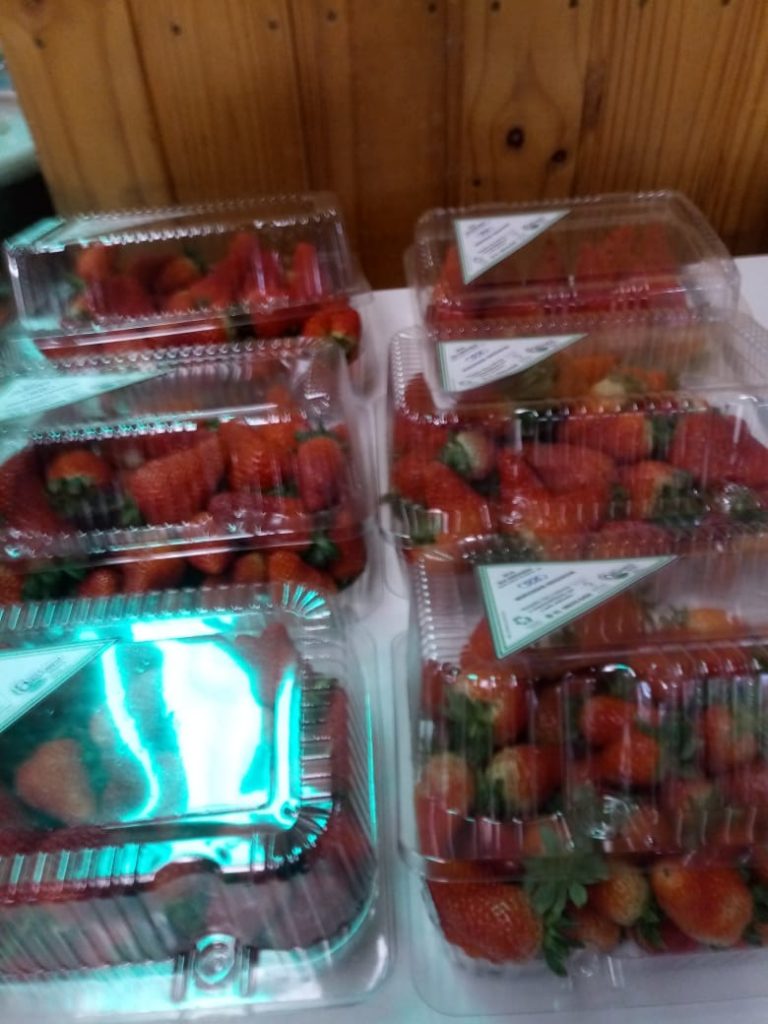 B-701 CHÁCARA COM PRODUÇÃO DE MORANGOS EM SANTA MARIA DO HERVAL
