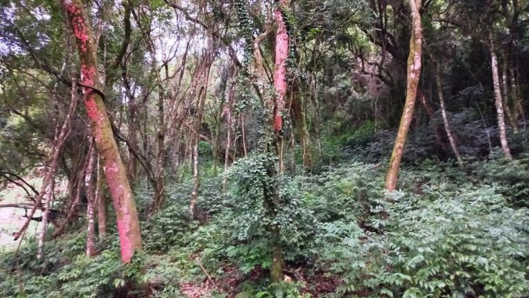 B-48     TERRENO DE 2.500 M² NO NINHO DAS ÁGUIAS COM LINDA VISÃO PANORÂMICA!!!