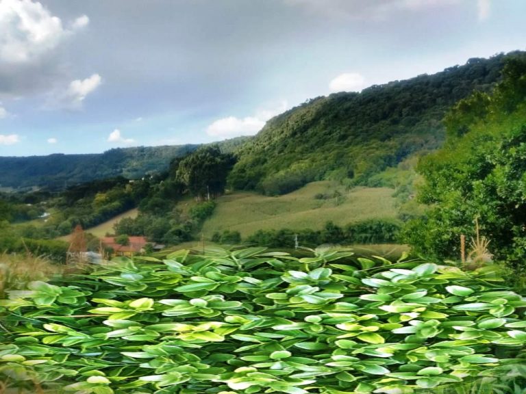 B-568 – 12 HECTARES DE TERRAS PRÓXIMO À RS 235!!!