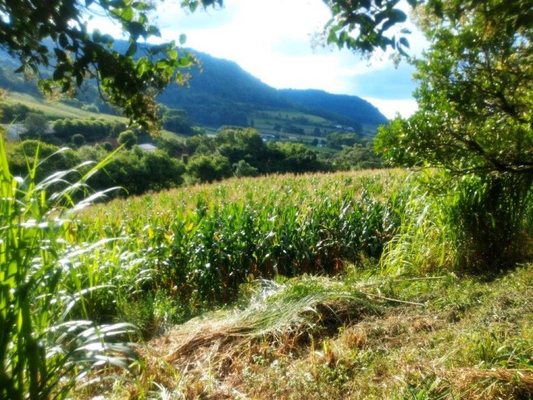B-568 – 12 HECTARES DE TERRAS PRÓXIMO À RS 235!!!