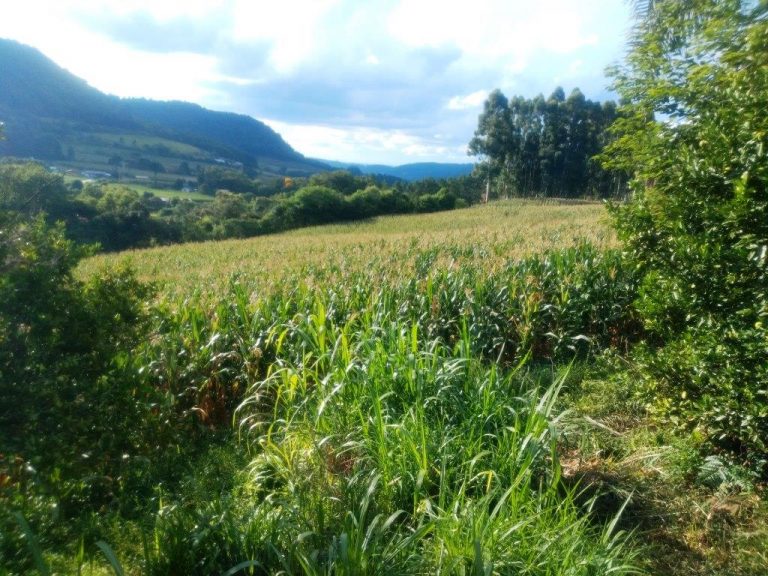 B-568 – 12 HECTARES DE TERRAS PRÓXIMO À RS 235!!!