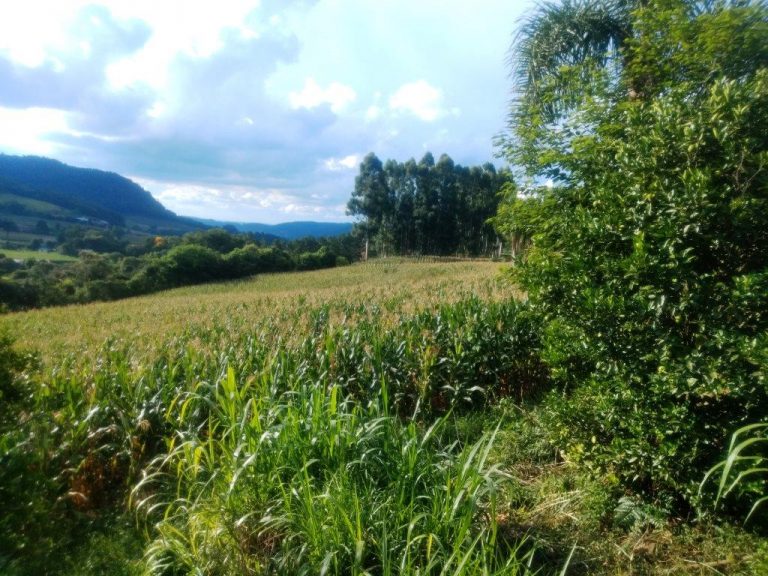B-568 – 12 HECTARES DE TERRAS PRÓXIMO À RS 235!!!