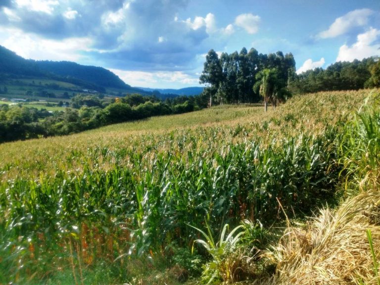 B-568 – 12 HECTARES DE TERRAS PRÓXIMO À RS 235!!!