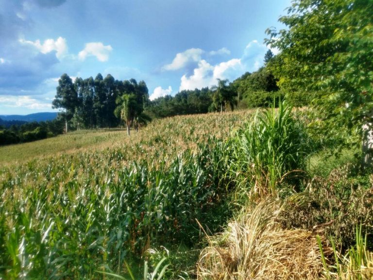 B-568 – 12 HECTARES DE TERRAS PRÓXIMO À RS 235!!!