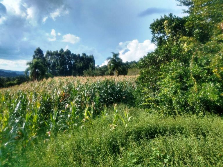 B-568 – 12 HECTARES DE TERRAS PRÓXIMO À RS 235!!!