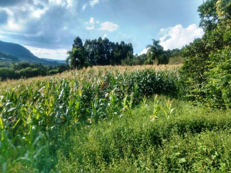 B-568 – 12 HECTARES DE TERRAS PRÓXIMO À RS 235!!!