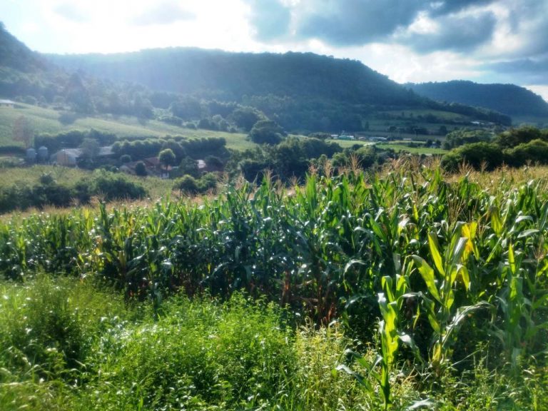 B-568 – 12 HECTARES DE TERRAS PRÓXIMO À RS 235!!!