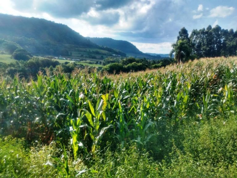 B-568 – 12 HECTARES DE TERRAS PRÓXIMO À RS 235!!!