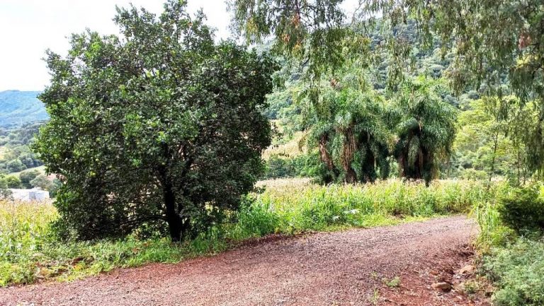 B-505     ÁREA DE TERRAS 100% APROVEITÁVEL COM FRENTE PARA ASFALTO E PRÓXIMO À RS 235!!!