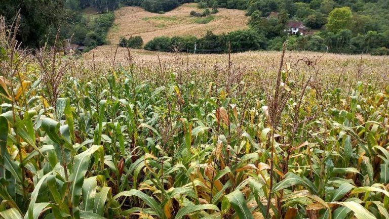 B-505     ÁREA DE TERRAS 100% APROVEITÁVEL COM FRENTE PARA ASFALTO E PRÓXIMO À RS 235!!!