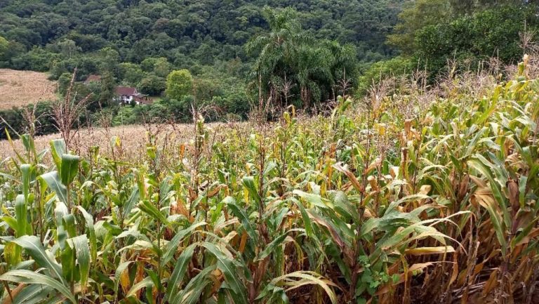 B-505     ÁREA DE TERRAS 100% APROVEITÁVEL COM FRENTE PARA ASFALTO E PRÓXIMO À RS 235!!!