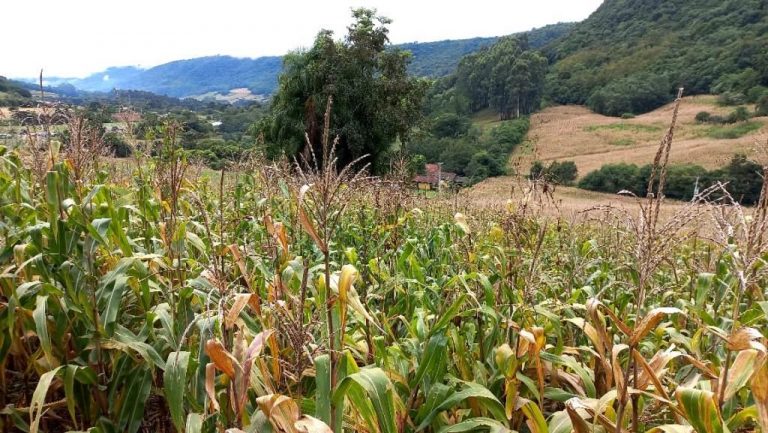 B-505     ÁREA DE TERRAS 100% APROVEITÁVEL COM FRENTE PARA ASFALTO E PRÓXIMO À RS 235!!!