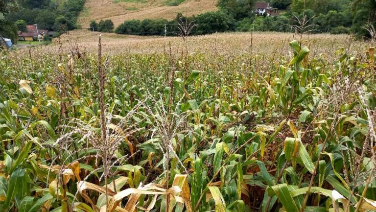 B-505     ÁREA DE TERRAS 100% APROVEITÁVEL COM FRENTE PARA ASFALTO E PRÓXIMO À RS 235!!!