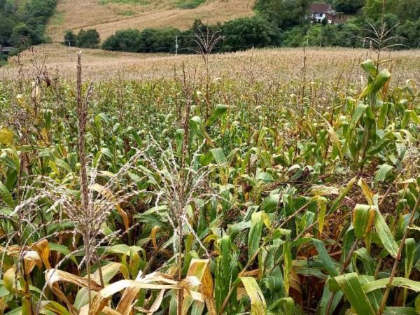 B-505     ÁREA DE TERRAS 100% APROVEITÁVEL COM FRENTE PARA ASFALTO E PRÓXIMO À RS 235!!!