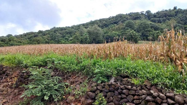 B-505     ÁREA DE TERRAS 100% APROVEITÁVEL COM FRENTE PARA ASFALTO E PRÓXIMO À RS 235!!!
