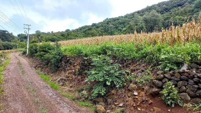 B-505     ÁREA DE TERRAS 100% APROVEITÁVEL COM FRENTE PARA ASFALTO E PRÓXIMO À RS 235!!!