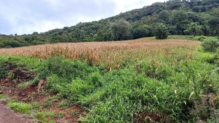 B-505     ÁREA DE TERRAS 100% APROVEITÁVEL COM FRENTE PARA ASFALTO E PRÓXIMO À RS 235!!!
