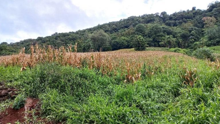 B-505     ÁREA DE TERRAS 100% APROVEITÁVEL COM FRENTE PARA ASFALTO E PRÓXIMO À RS 235!!!