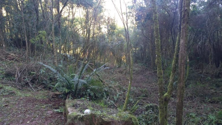 B-708 ÁREA DE TERRAS EM SANTA MARIA DO HERVAL