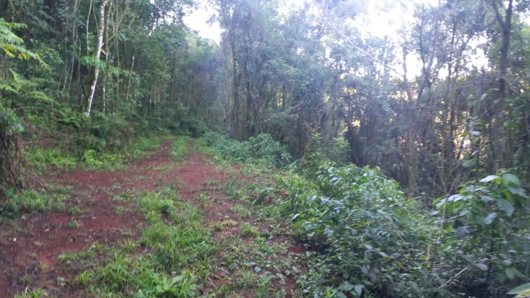 B-708 ÁREA DE TERRAS EM SANTA MARIA DO HERVAL