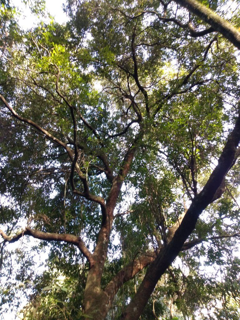 B-512     LINDA ÁREA DE TERRAS PARA QUEM AMA A NATUREZA!!!