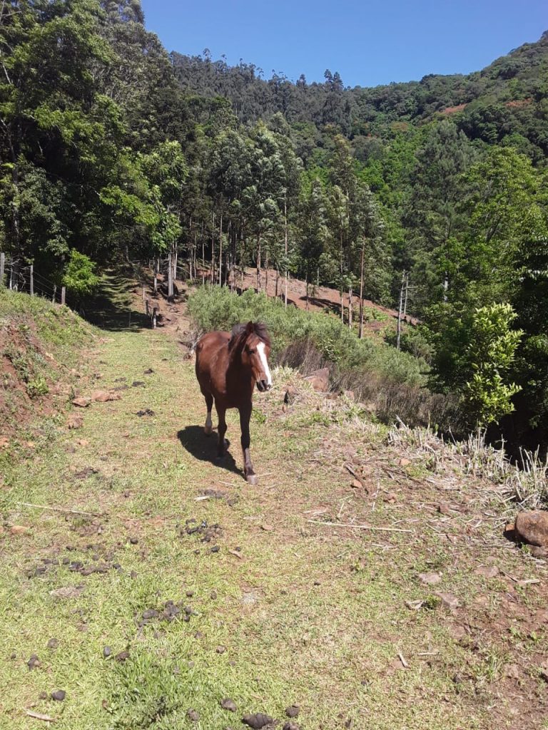 B-773 Sítio em São Francisco de Paula