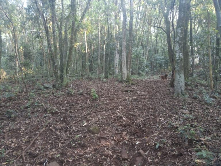 771 – Área de terras em São Francisco de Paula