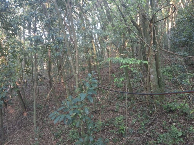 771 – Área de terras em São Francisco de Paula
