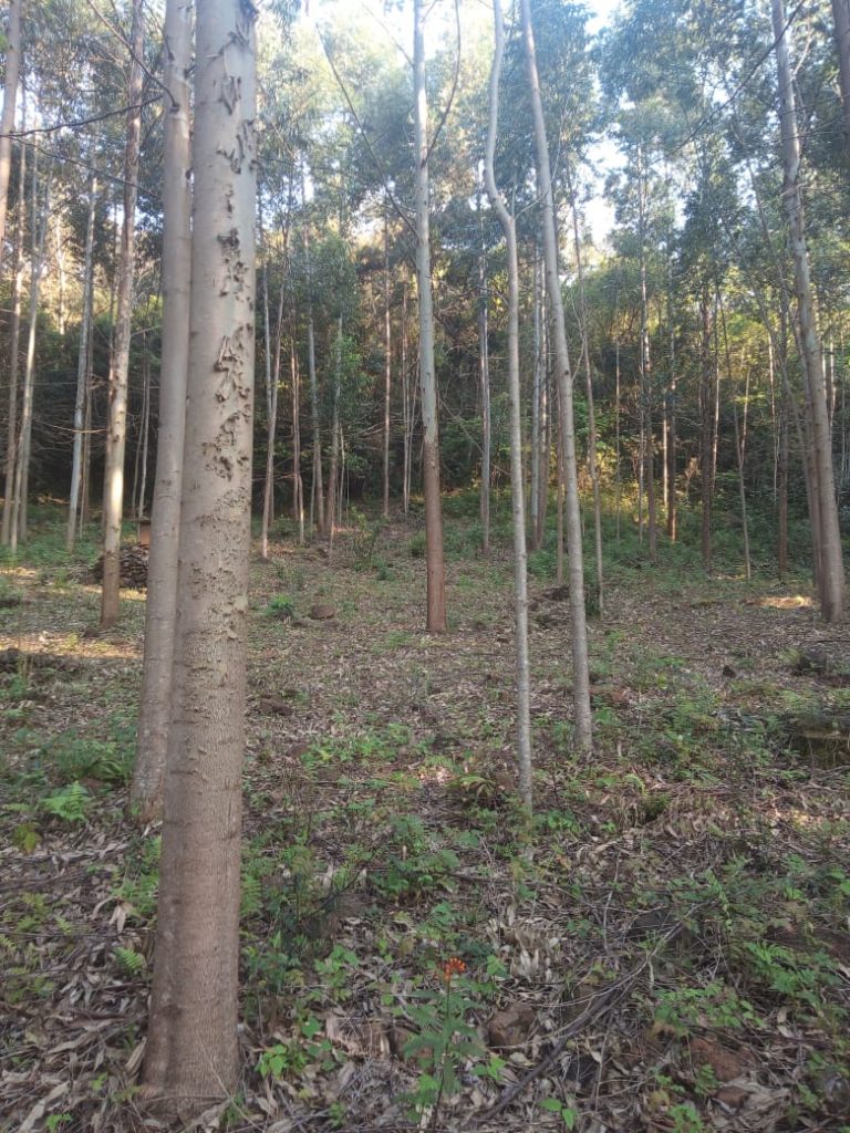 771 – Área de terras em São Francisco de Paula