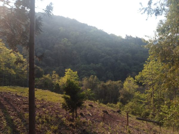 771 – Área de terras em São Francisco de Paula