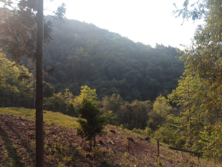 771 – Área de terras em São Francisco de Paula